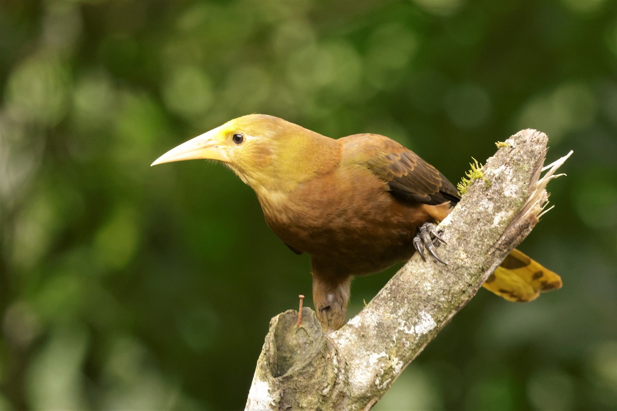 Russet-backed Oropendola (Russet-backed) - ML641493418