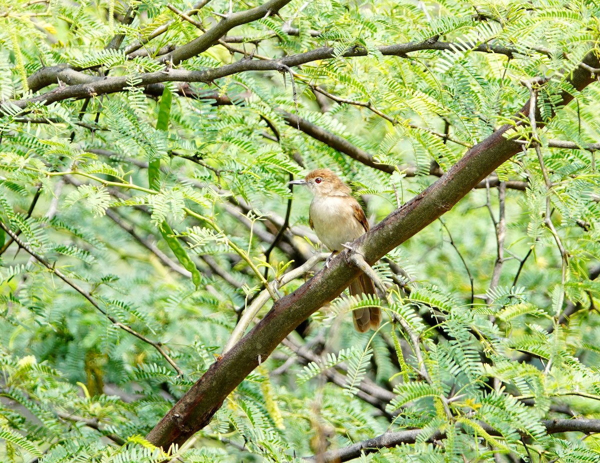 Northern Brownbul - ML641493433
