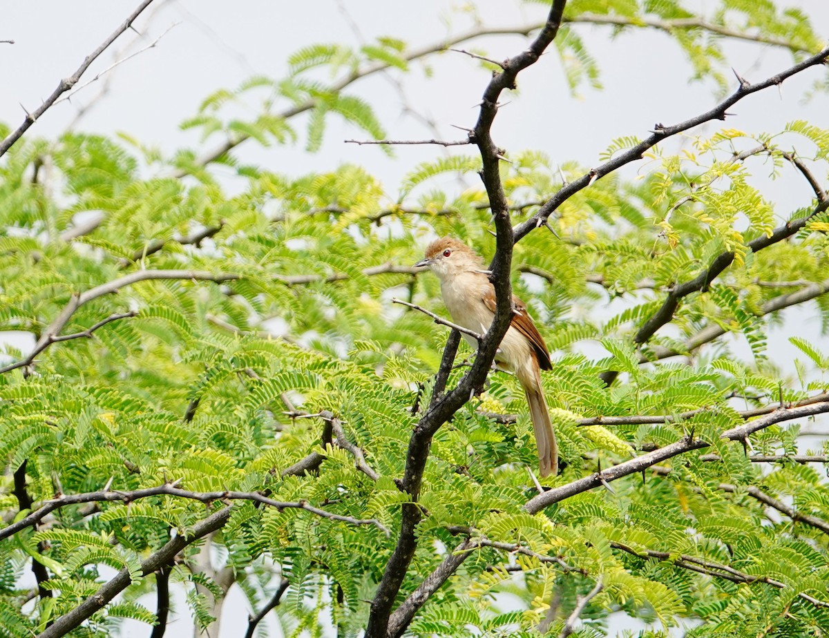 Northern Brownbul - ML641493434