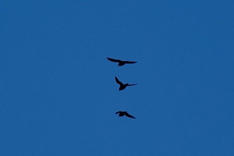 American Golden-Plover - ML641493459