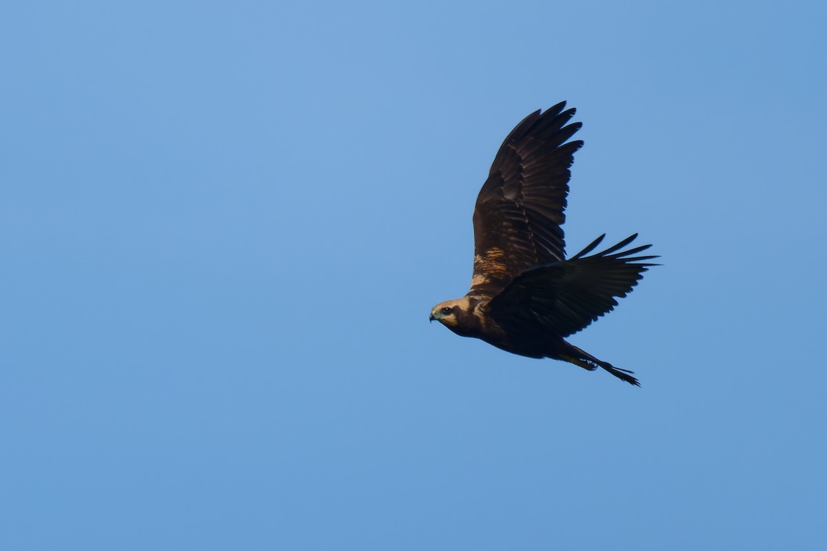 Western Marsh Harrier - ML641493483