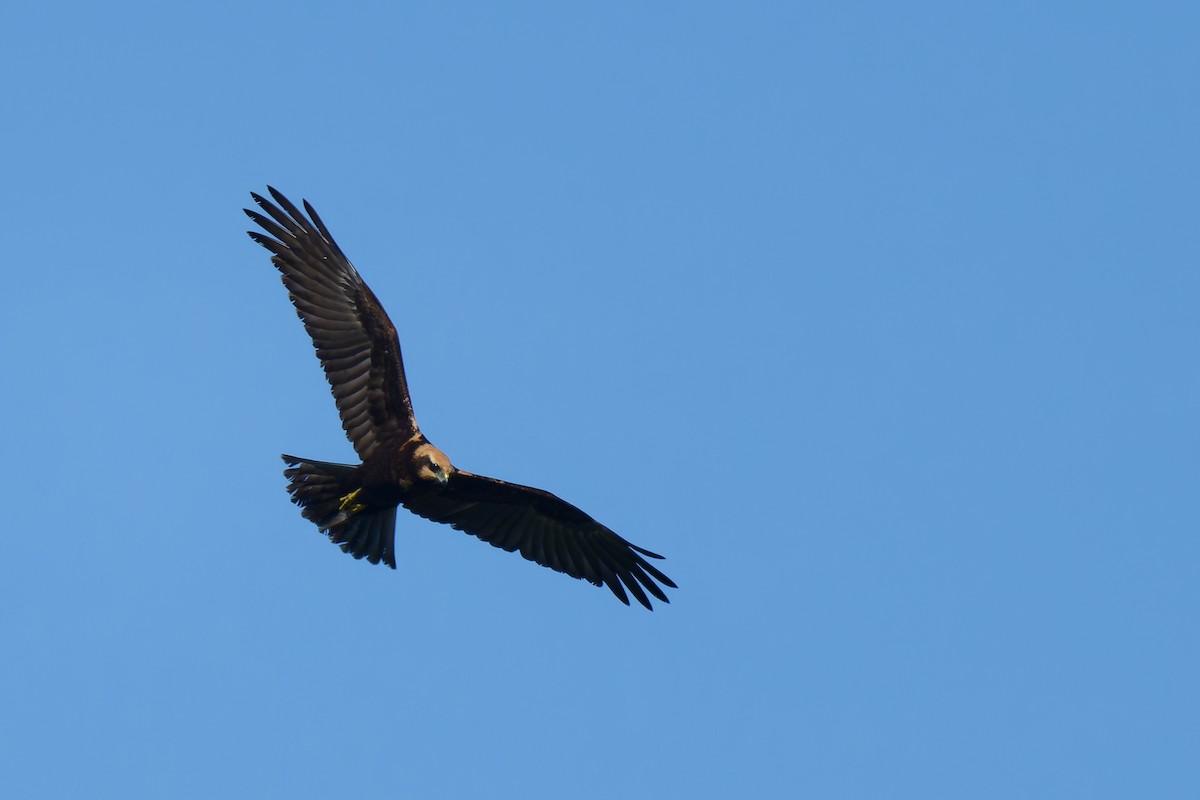 Western Marsh Harrier - ML641493484