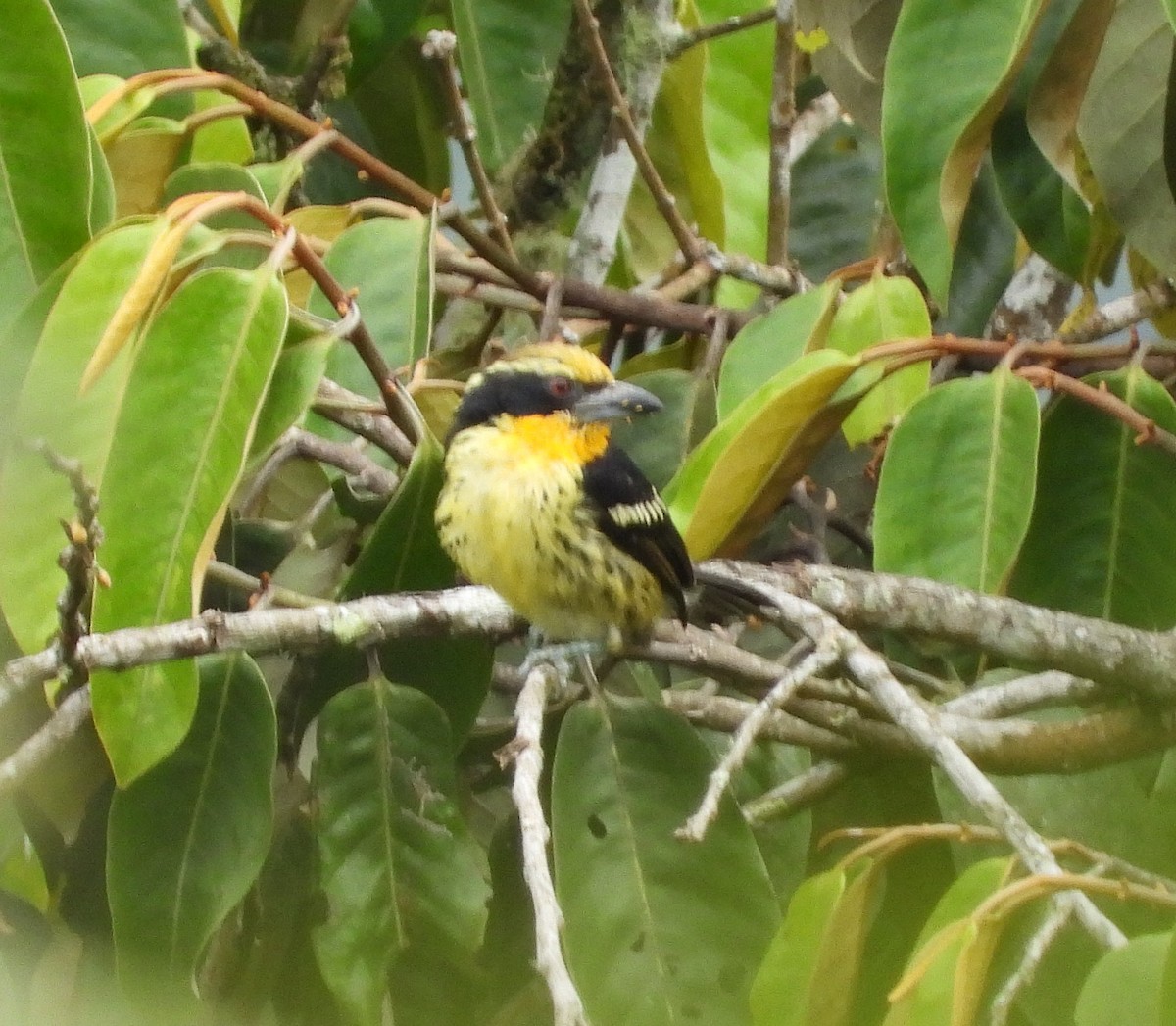 Gilded Barbet - ML641493489
