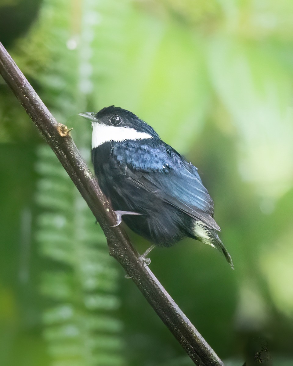 White-ruffed Manakin - ML641493516