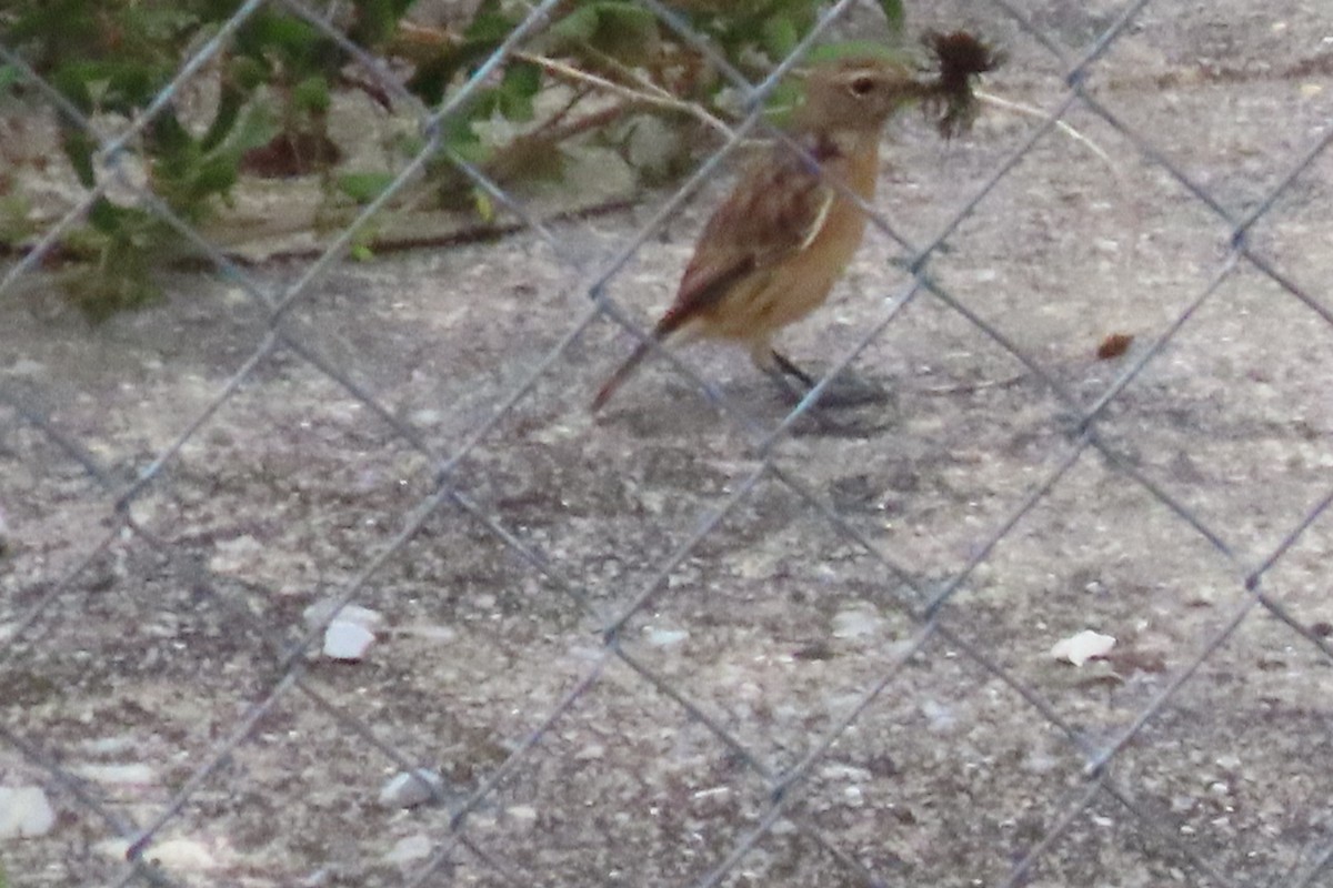 Трав'янка чорноголова - ML641493566