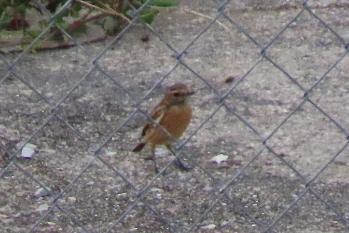 Трав'янка чорноголова - ML641493567