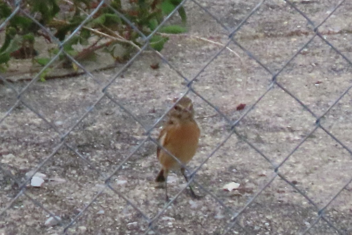 Трав'янка чорноголова - ML641493568