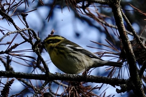 Townsend's Warbler - ML641493610