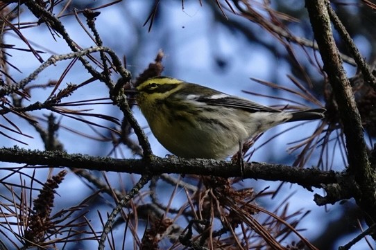Townsend's Warbler - ML641493611