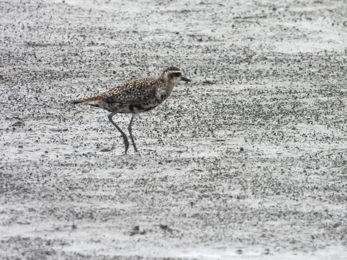Urre-txirri siberiarra - ML641493631