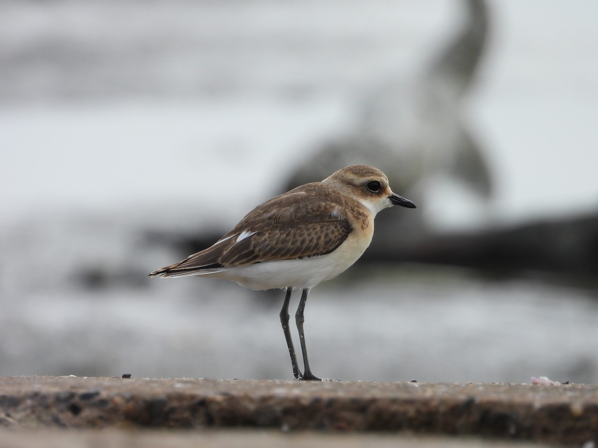 Tibetan Sand-Plover - ML641493637