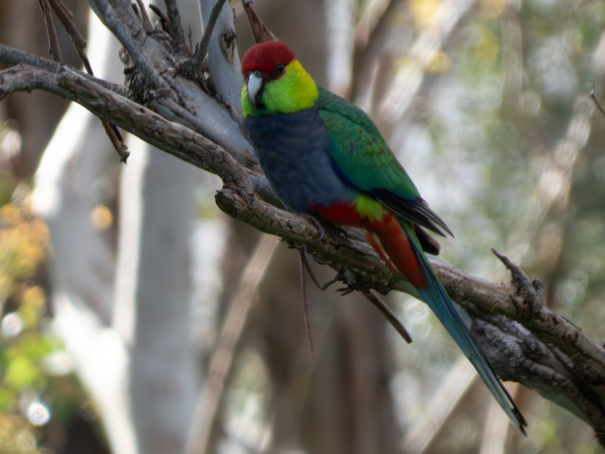 Red-capped Parrot - ML641493643