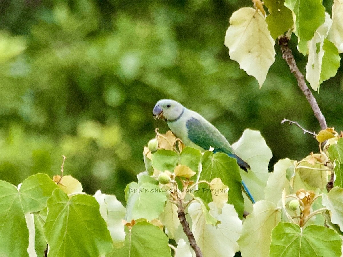 Malabar Parakeet - ML641493674