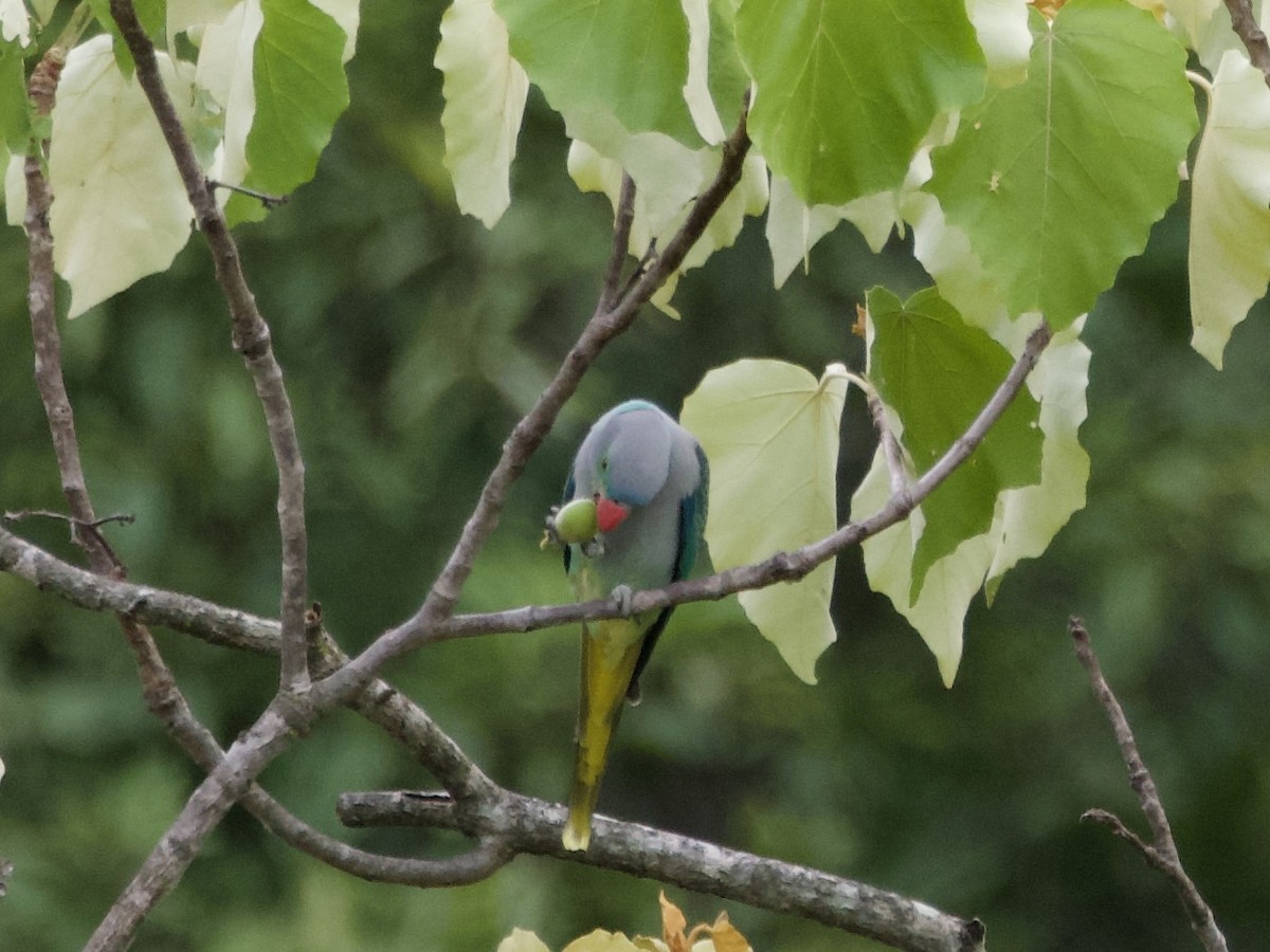 Malabar Parakeet - ML641493675