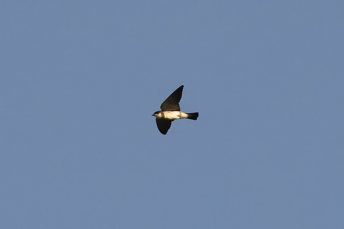 Banded Martin - ML641493677