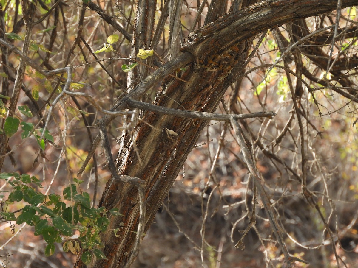 Bar-tailed Treecreeper - ML641493682