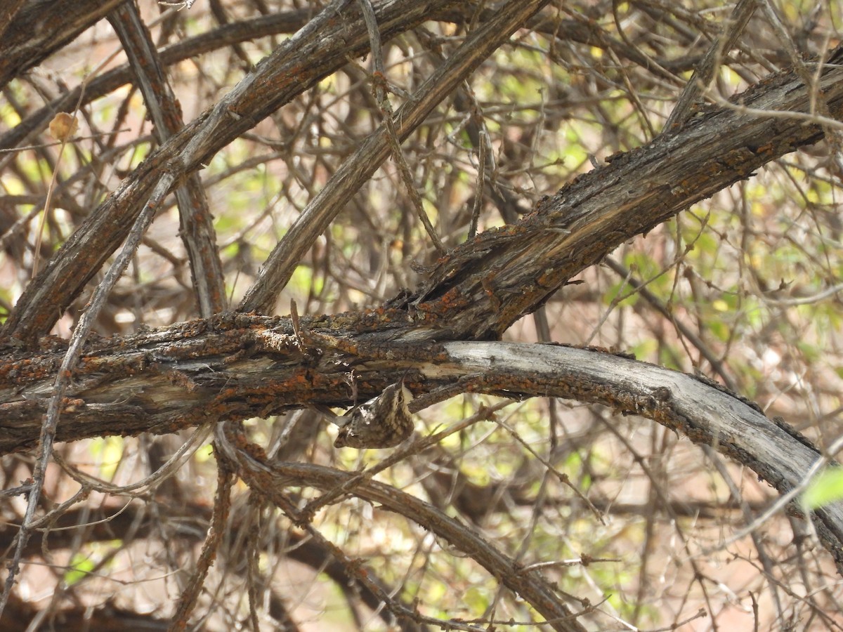 Bar-tailed Treecreeper - ML641493683