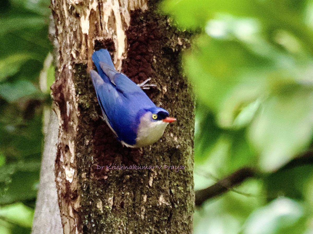 Velvet-fronted Nuthatch - ML641493687