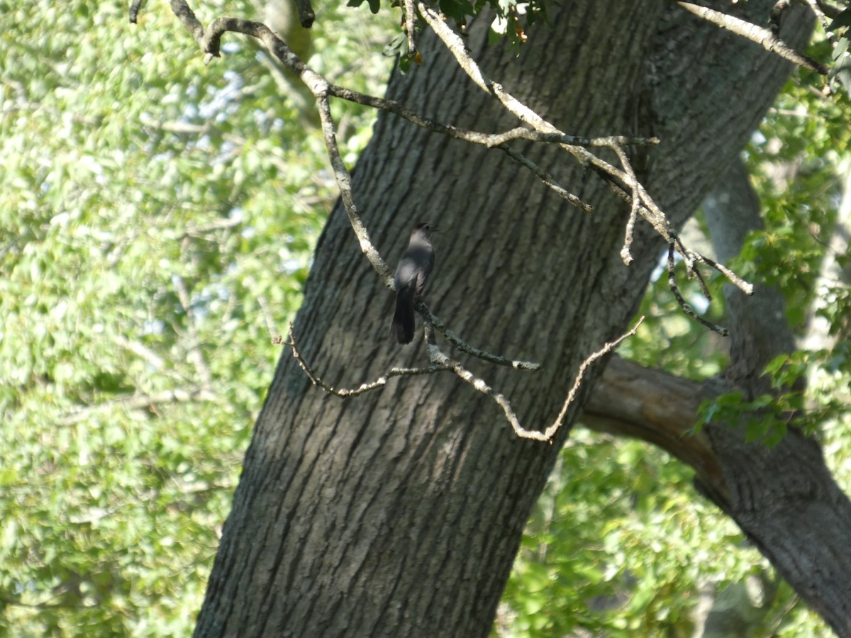 Gray Catbird - ML641493693