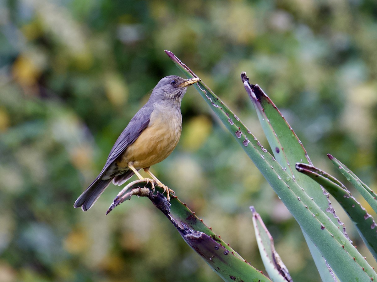 Olive Thrush - ML641493714