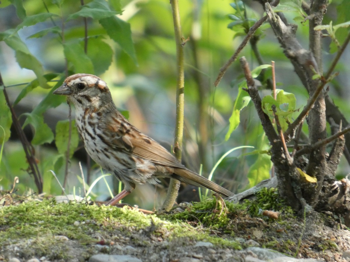 Song Sparrow - ML641493725