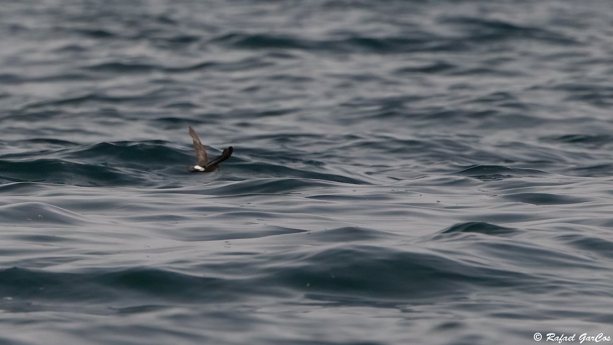 European Storm-Petrel - ML641493727