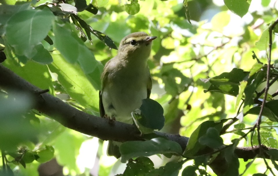 Wood Warbler - ML641493734