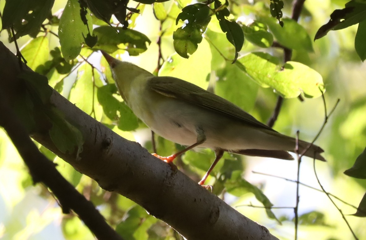 Wood Warbler - ML641493735
