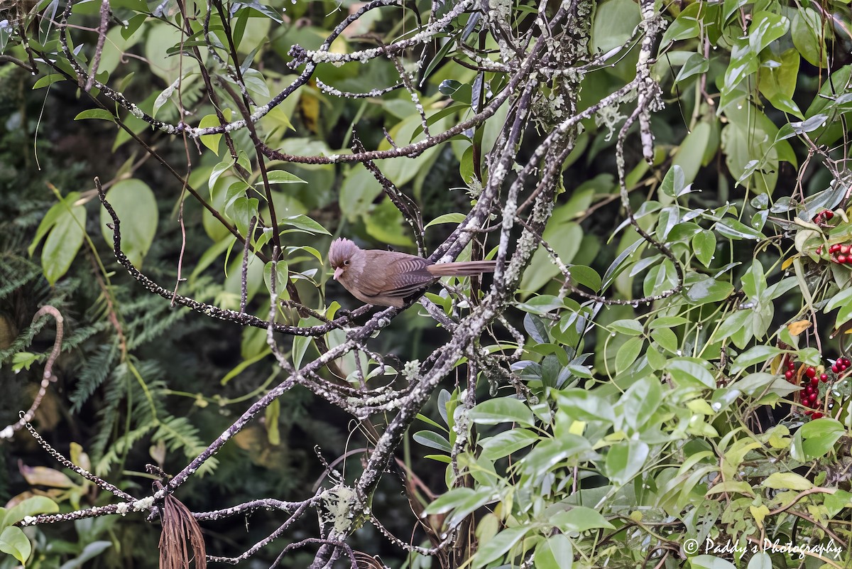 Rusty-fronted Barwing - ML641493756