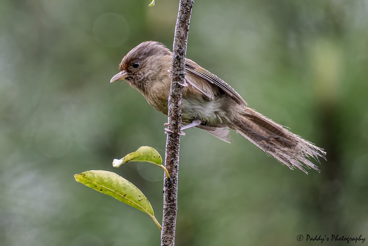 Rusty-fronted Barwing - ML641493757