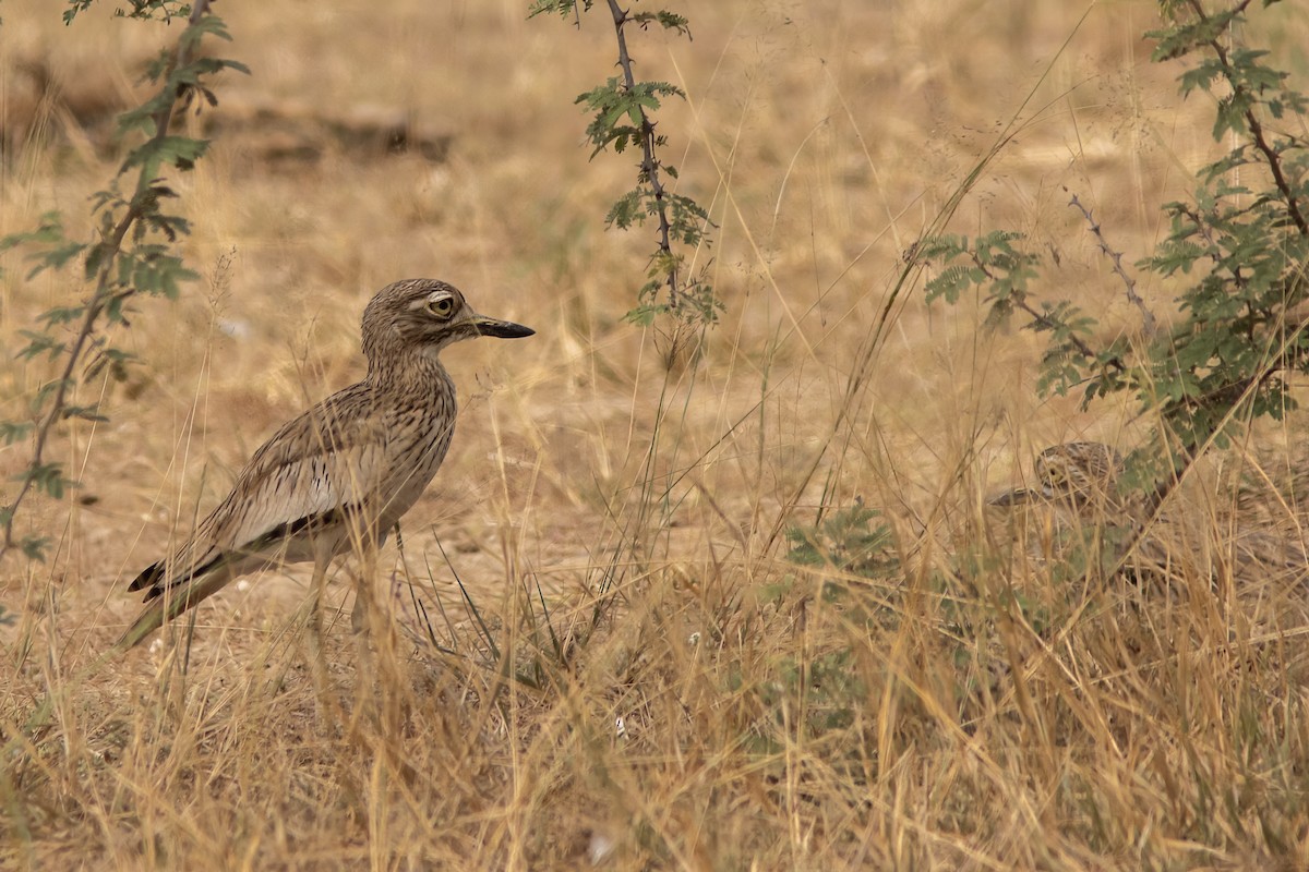 Senegal Thick-knee - ML641493758