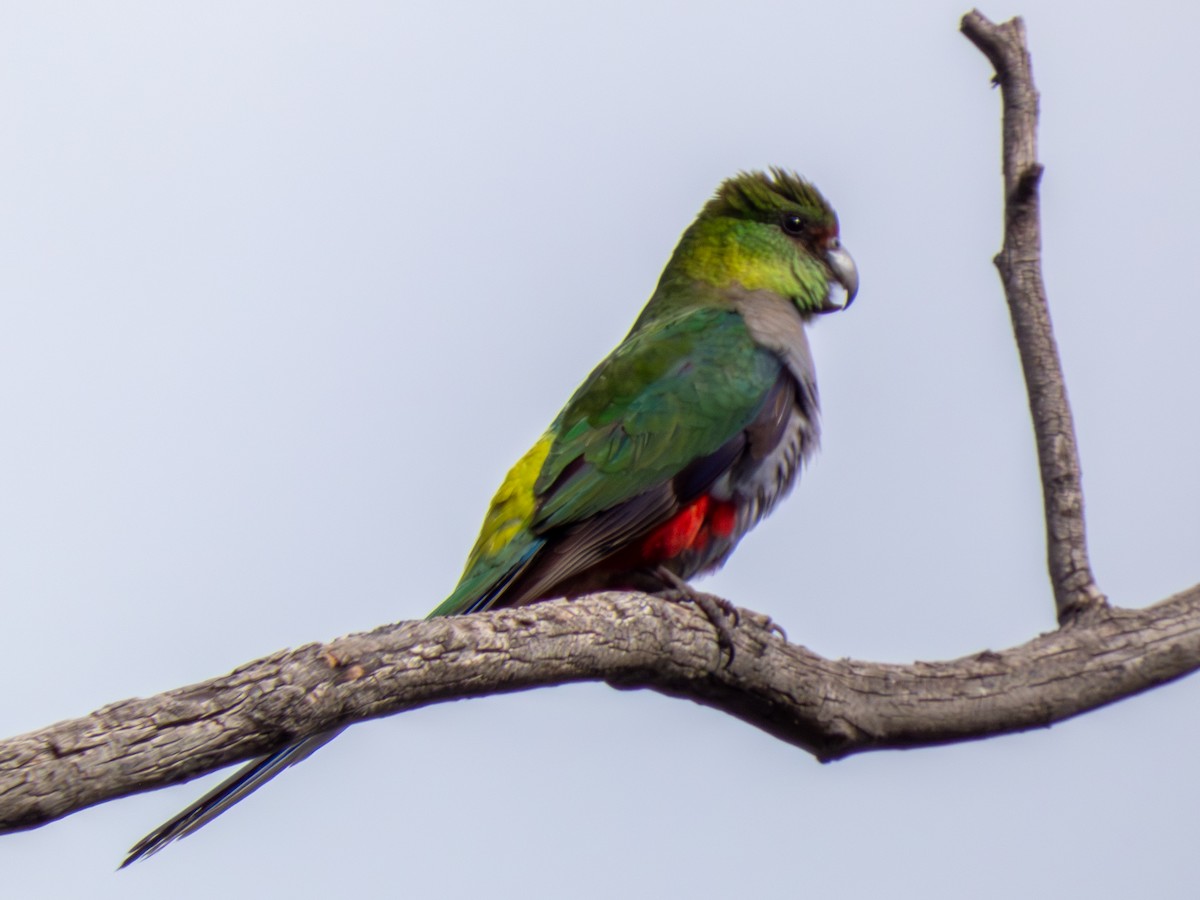 Red-capped Parrot - ML641493770