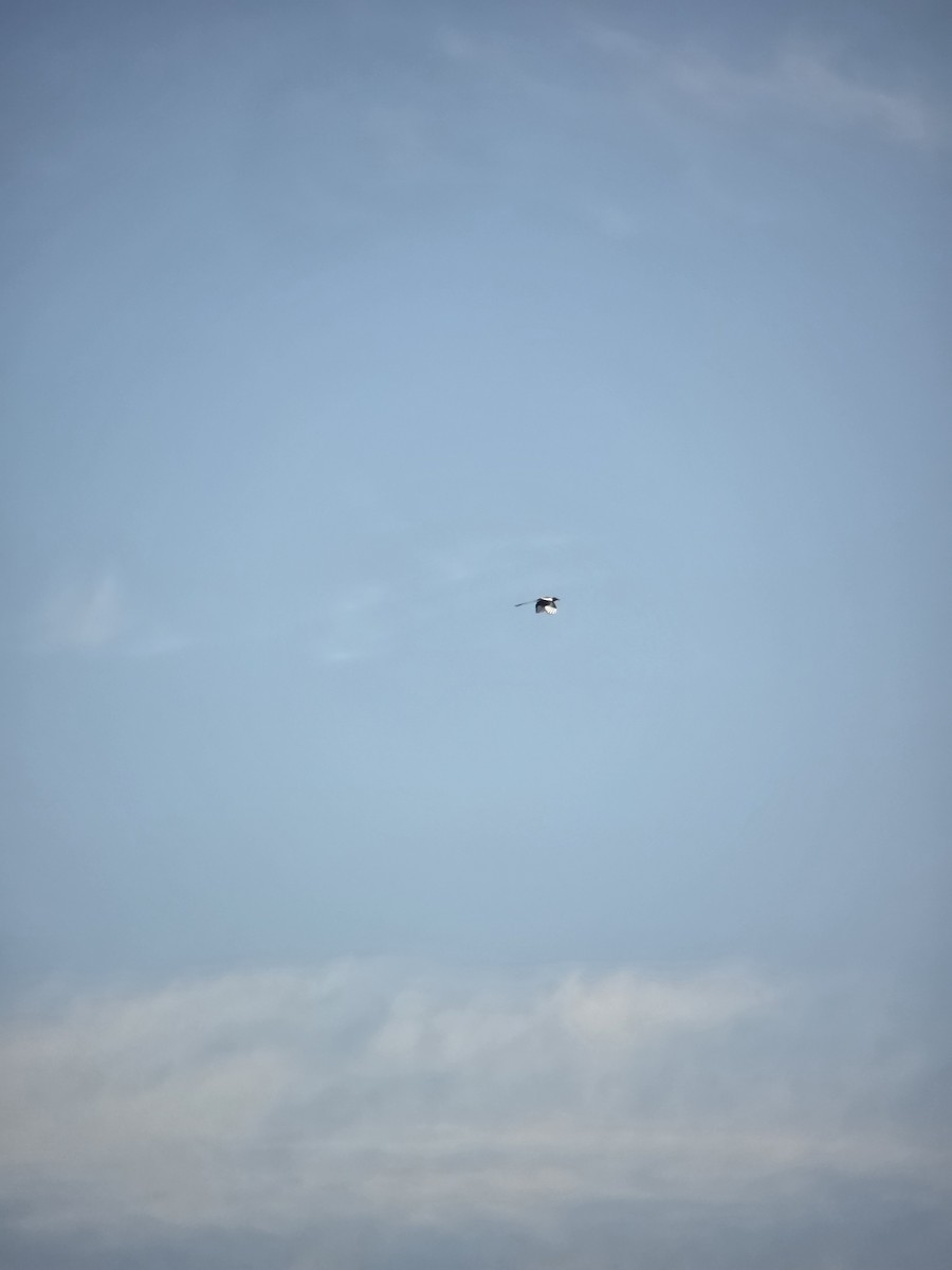 Black-billed Magpie - ML641493786
