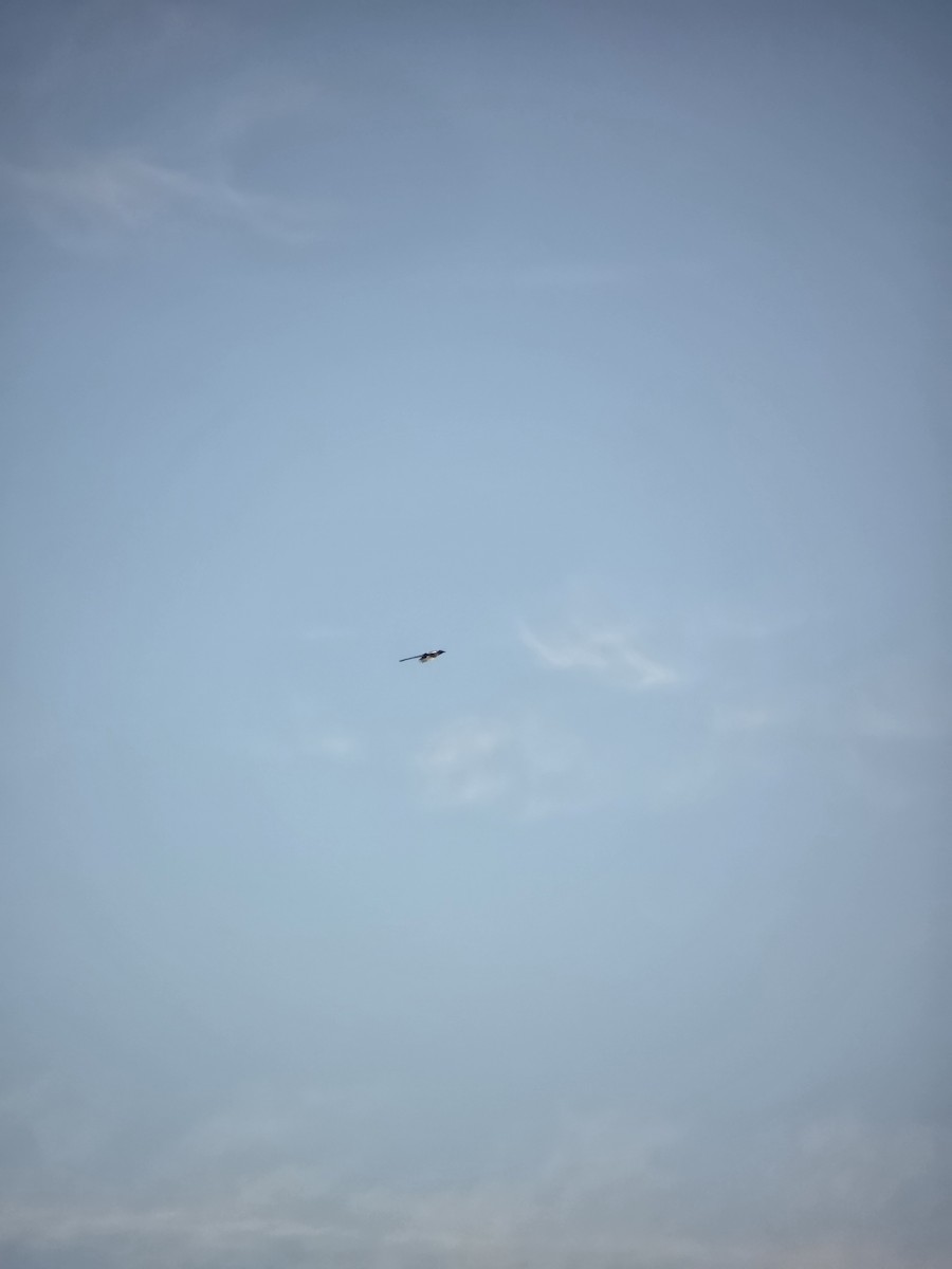 Black-billed Magpie - ML641493787