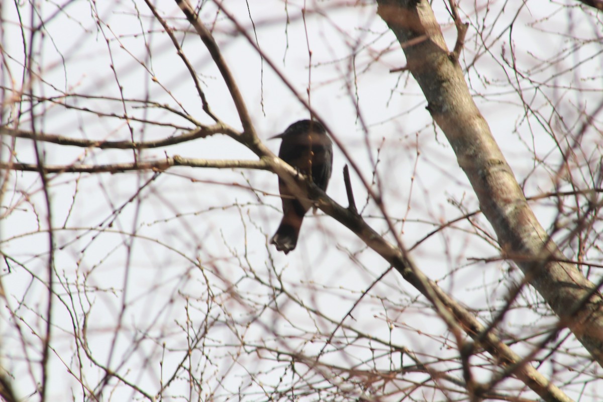 Austral Blackbird - ML641493794