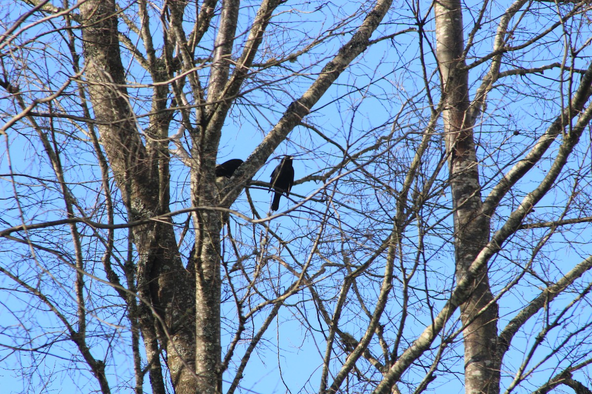 Austral Blackbird - ML641493797