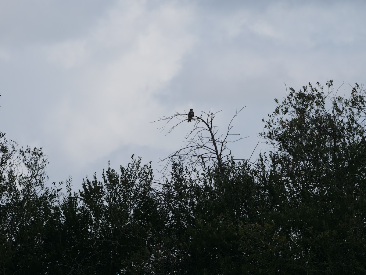 Eurasian Hobby - ML641493819