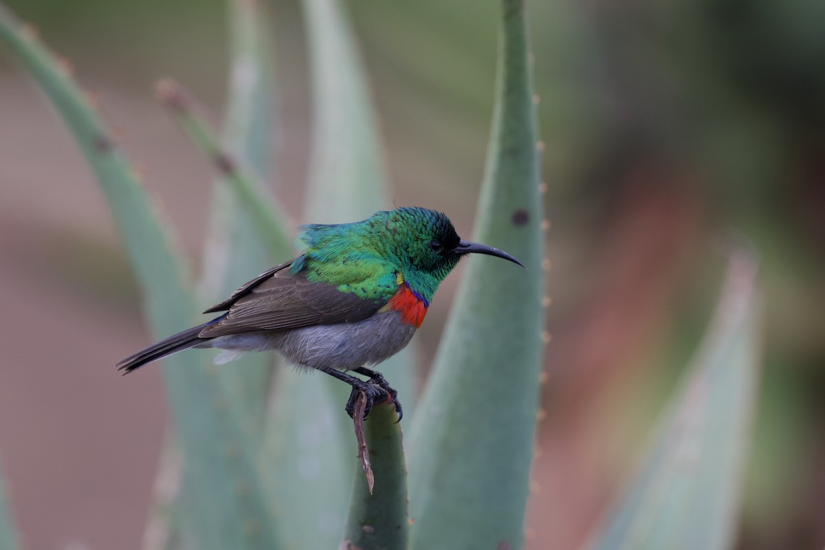 Southern Double-collared Sunbird - ML641493831