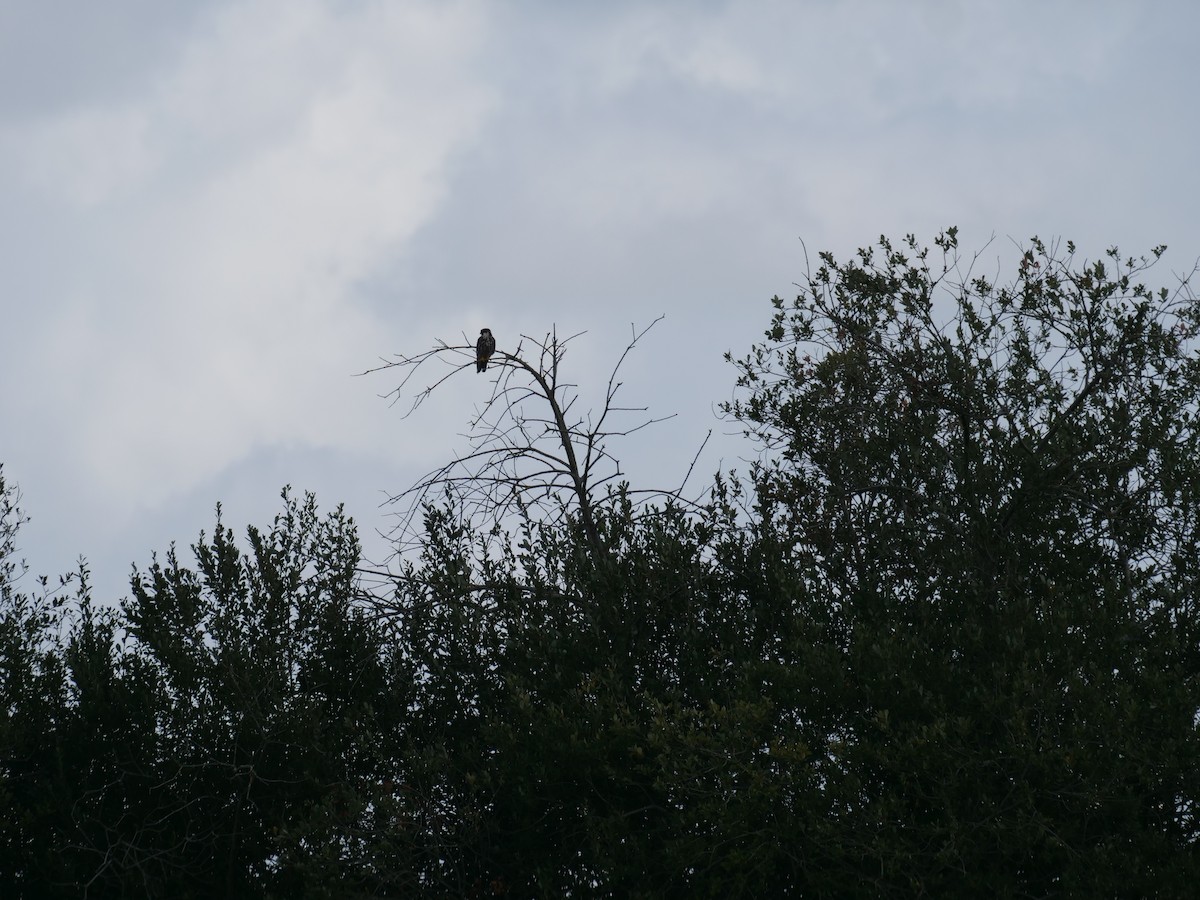 Eurasian Hobby - ML641493847
