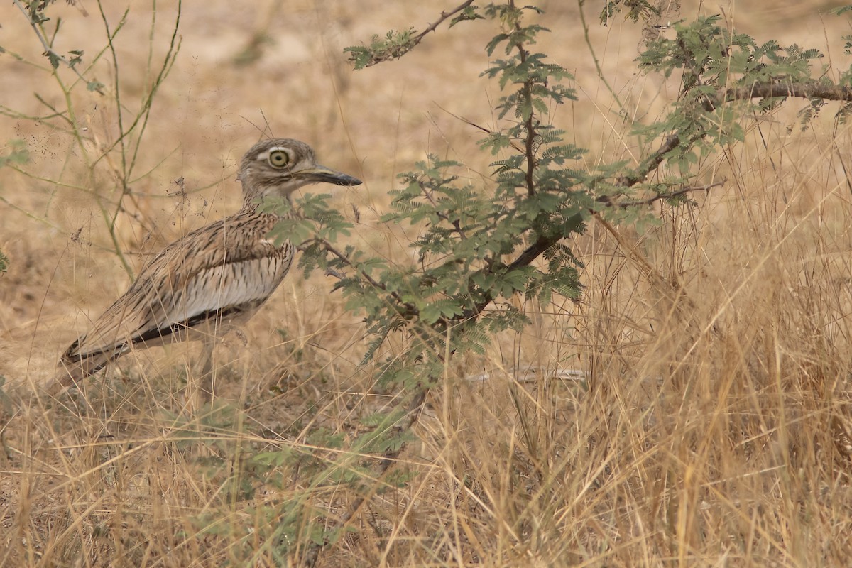 Senegal Thick-knee - ML641493850