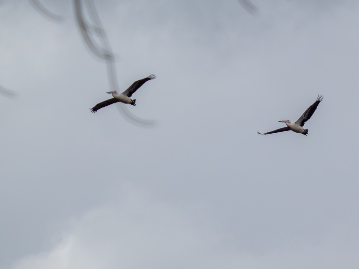Australian Pelican - ML641493856