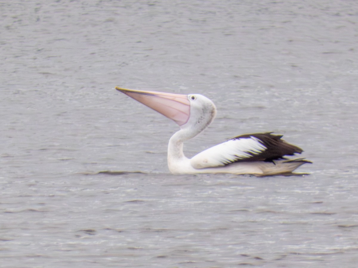 Australian Pelican - ML641493875