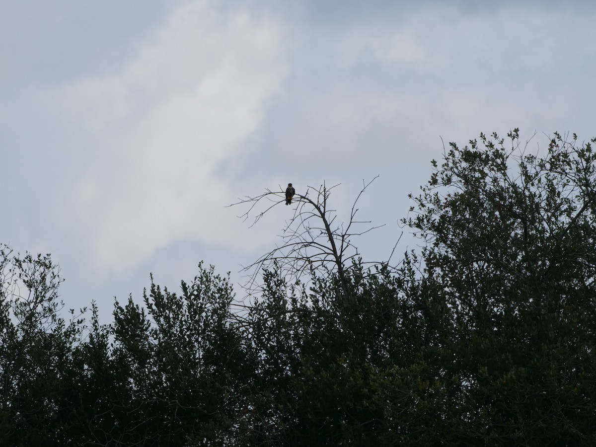 Eurasian Hobby - ML641493878
