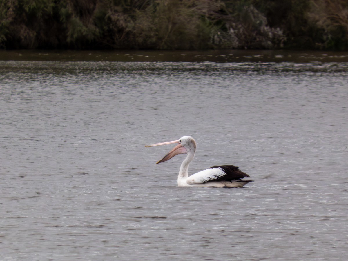 Australian Pelican - ML641493884