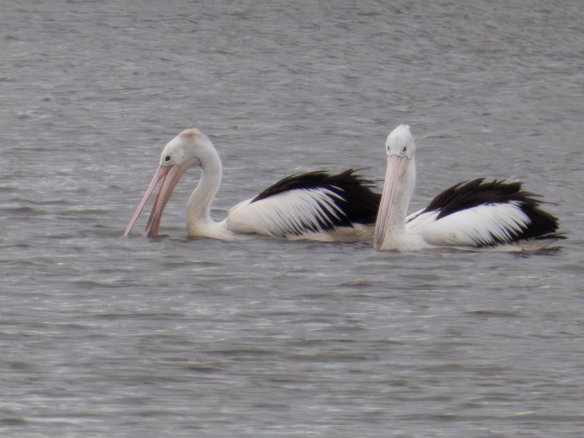 Australian Pelican - ML641493896