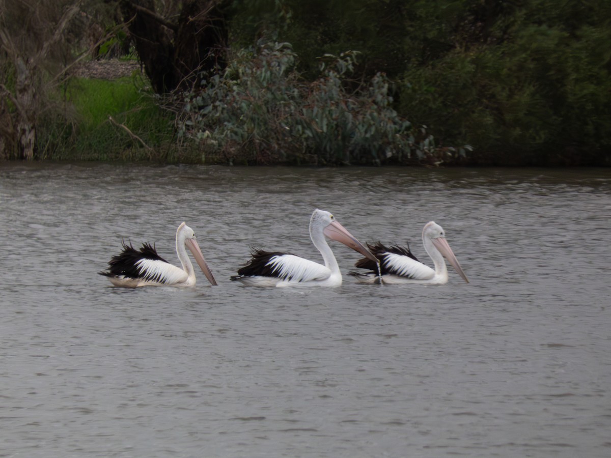 Australian Pelican - ML641493907