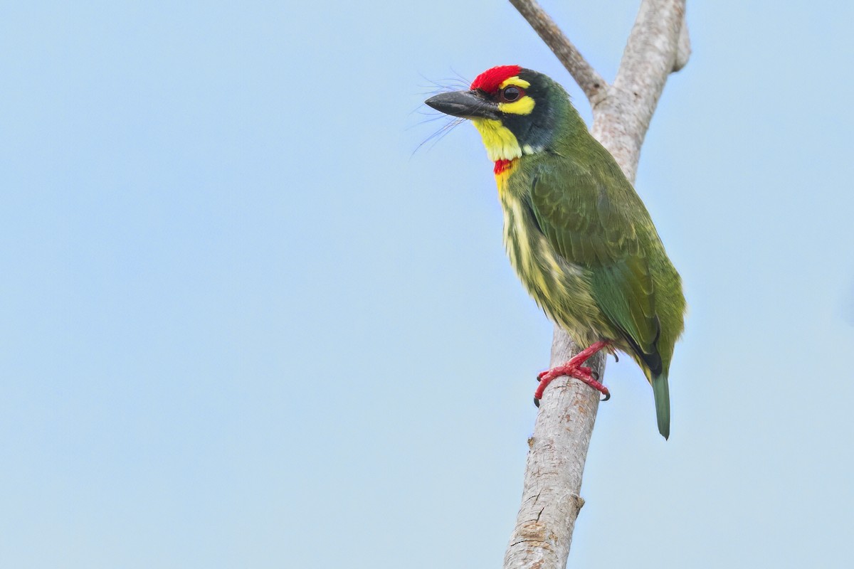 Coppersmith Barbet - ML641493908