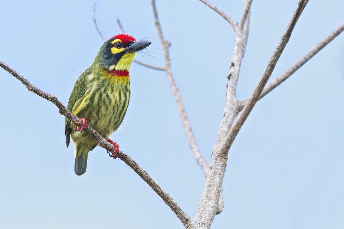 Coppersmith Barbet - ML641493921