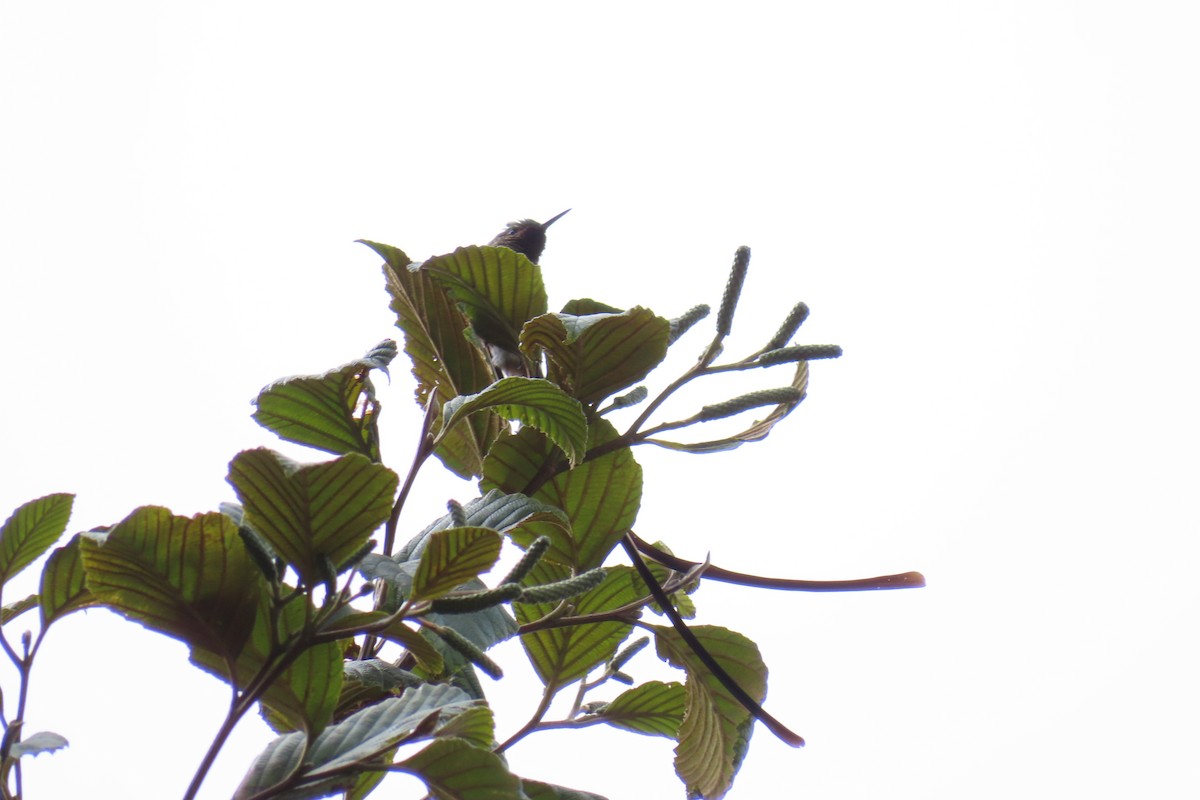 svartslepkolibri - ML641493980