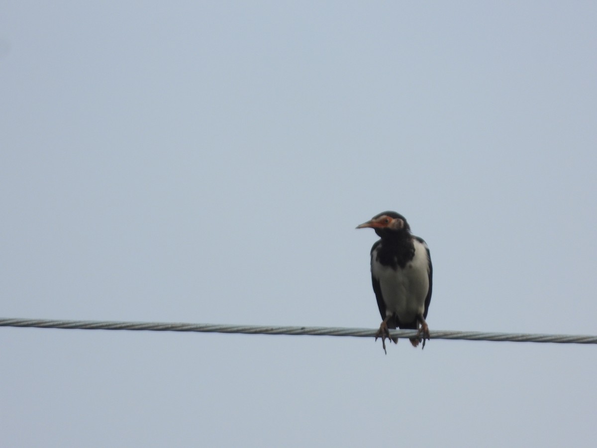 Siamese Pied Starling - ML641493990